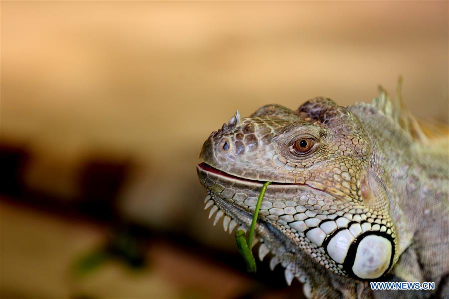 MYANMAR-YANGON-EXOTIC PET LOVER