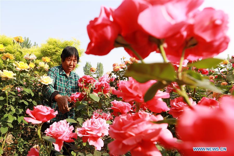 CHINA-HEBEI-FLOWER ECONOMY (CN)