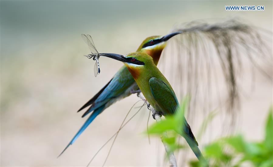 CHINA-HAIKOU-BLUE-TAILED BEE EATERS (CN)