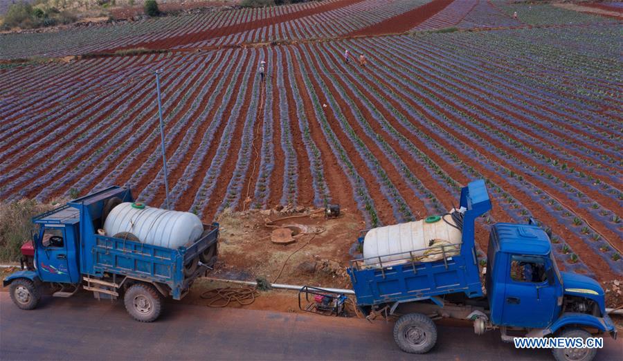 CHINA-YUNNAN-MILE-DROUGHT (CN)