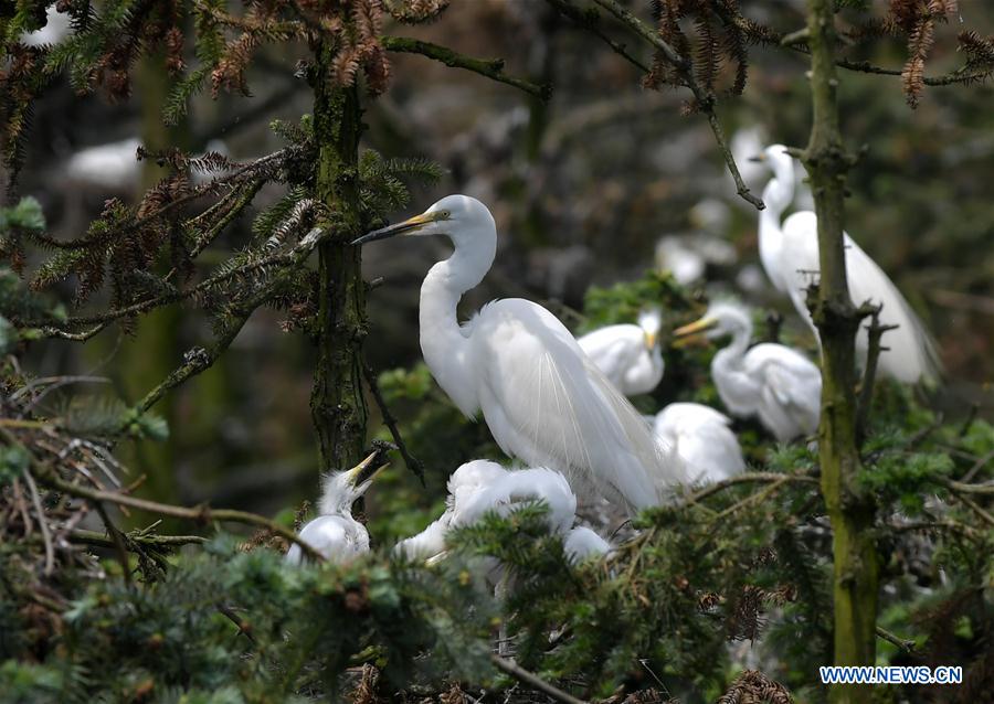 CHINA-JIANGXI-NANCHANG-EGRET (CN)