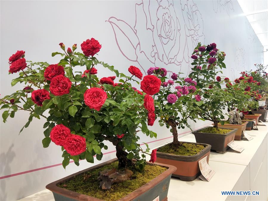 (BeijingCandid)CHINA-BEIJING-HORTICULTURAL EXPO (CN)