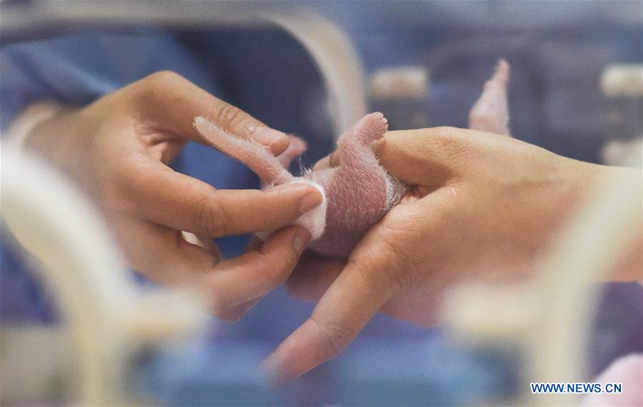 CHINA-CHENGDU-PANDA CUB-BORN (CN)