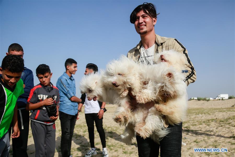 MIDEAST-GAZA-DOG SHOW