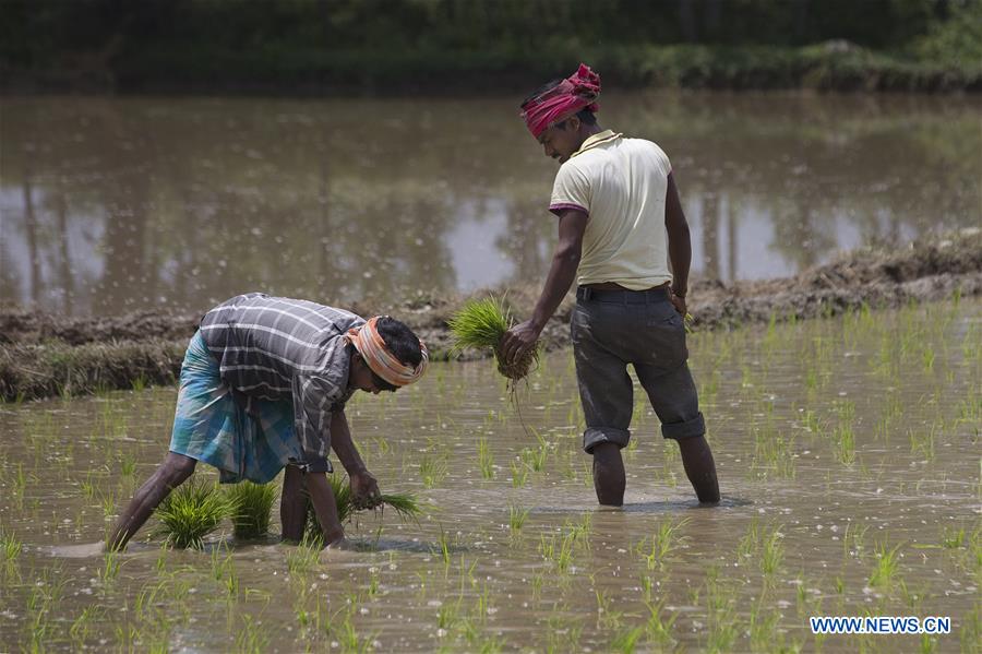 KASHMIR-SRINAGAR-RICE PLANTING