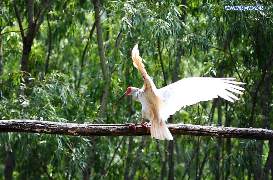 CHINA-SHAANXI-WILD CRESTED IBIS (CN)