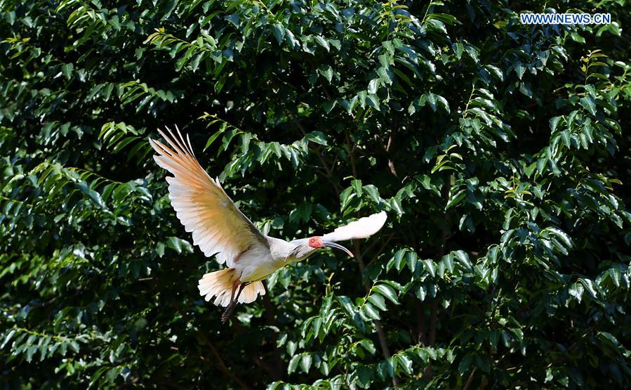 CHINA-SHAANXI-WILD CRESTED IBIS (CN)