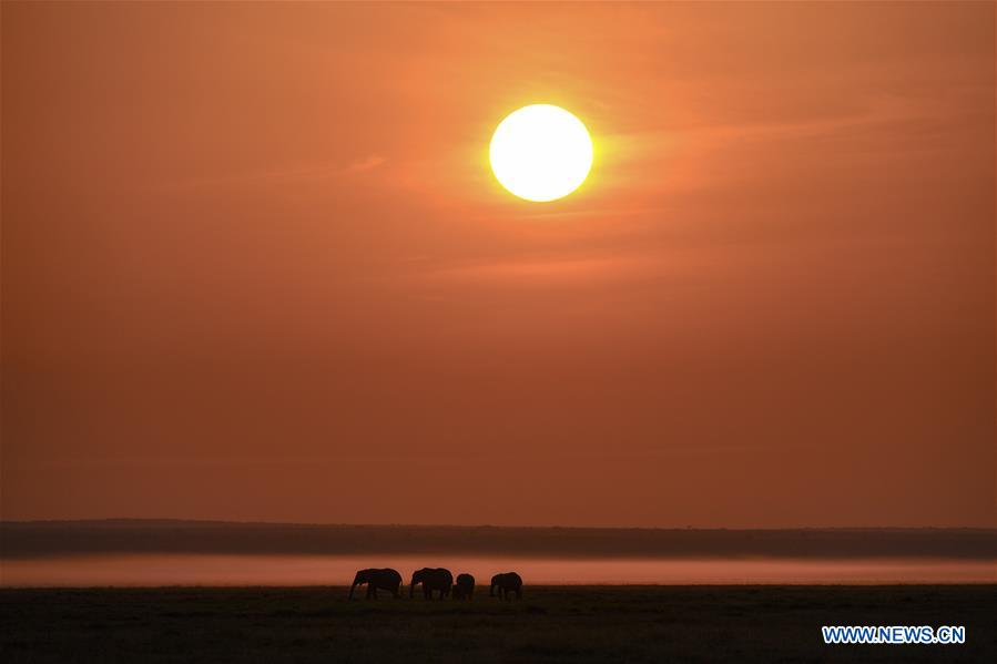 KENYA-AMBOSELI NATIONAL PARK-ANIMAL