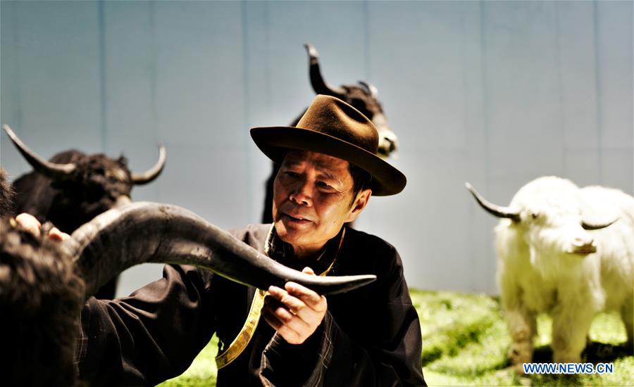 (InTibet) CHINA-TIBET-YAK-MUSEUM CURATOR (CN)