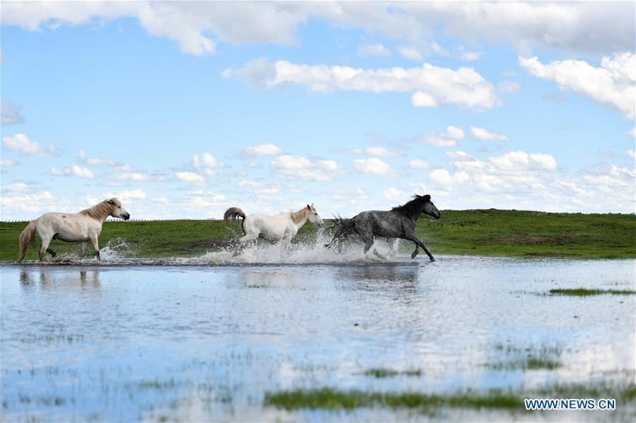 CHINA-GANSU-MAQU-HEQU HORSES (CN)