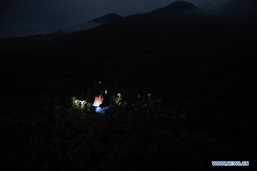 CHINA-ZHEJIANG-XIANJU-CHINESE BAYBERRY-HARVEST (CN)