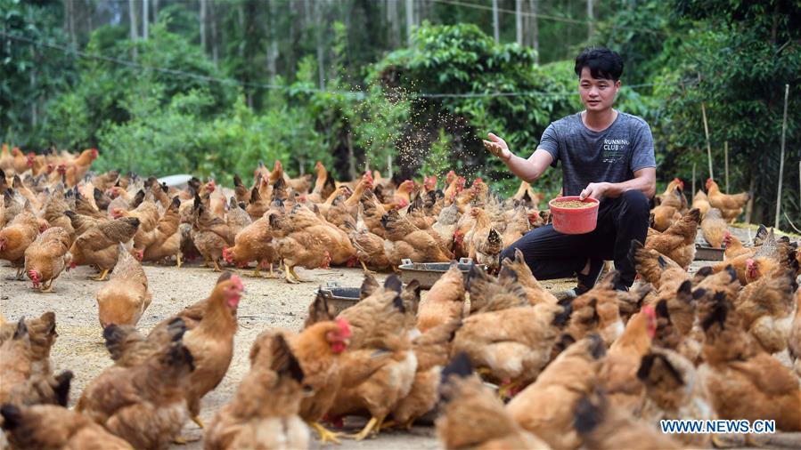 CHINA-GUANGXI-CHICKEN INDUSTRY-POVERTY ALLEVIATION (CN)