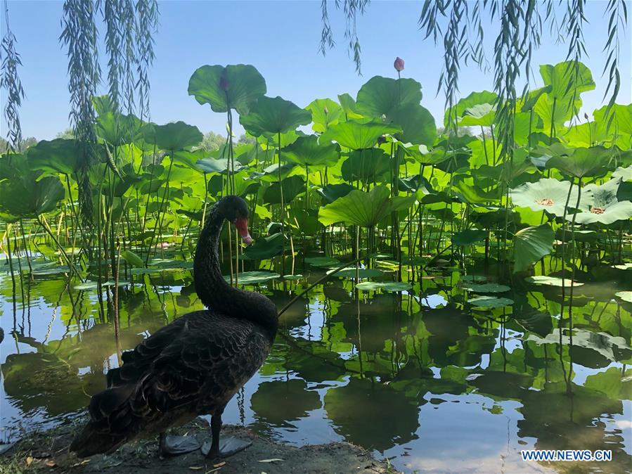 (BeijingCandid)CHINA-BEIJING-SUMMER (CN)