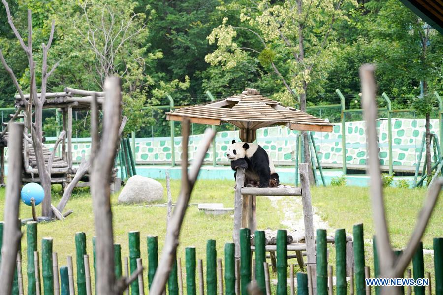 CHINA-HEILONGJIANG-GIANT PANDAS (CN)