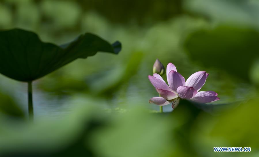 CHINA-YINCHUAN-LOTUS-BLOSSOM(CN)