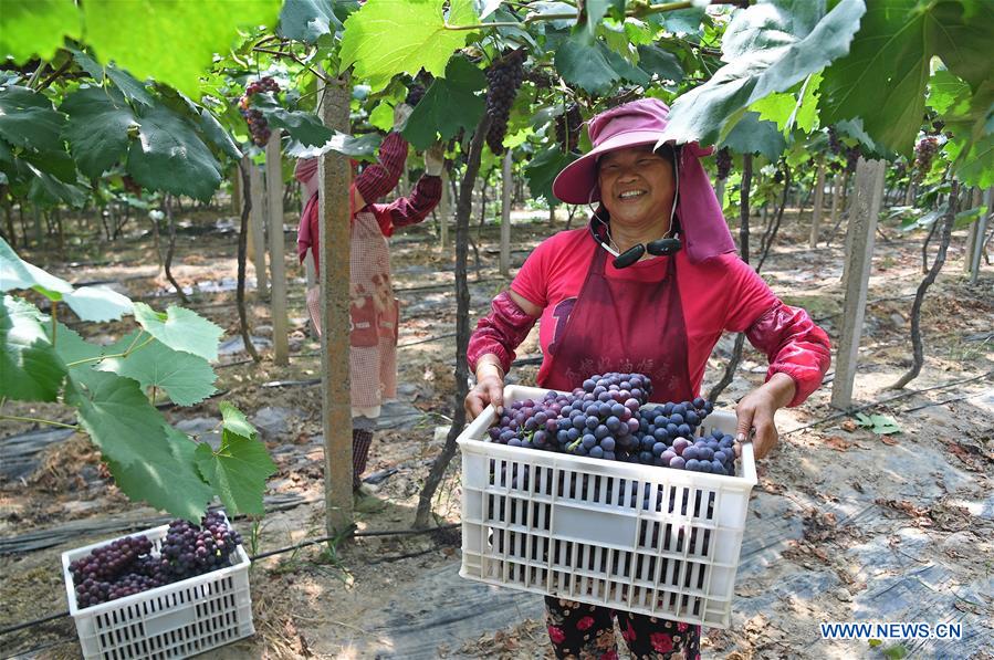 CHINA-JIANGXI-NANCHANG-GRAPES-HARVEST (CN)