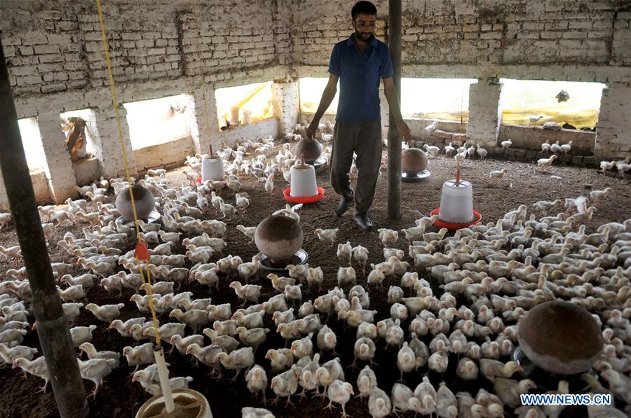 KASHMIR-JAMMU-POULTRY FARM