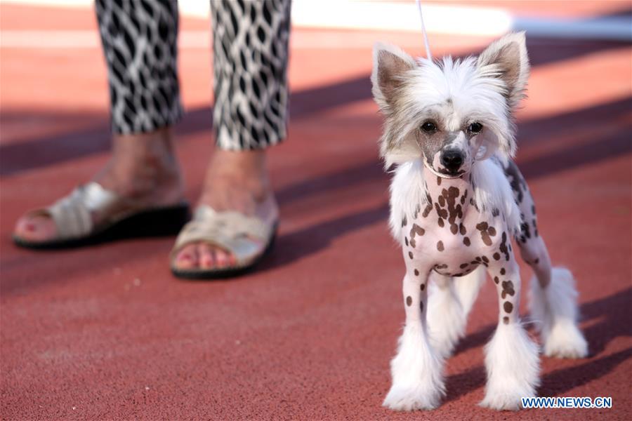 CROATIA-SPLIT-SUMMER NIGHT DOG SHOWS