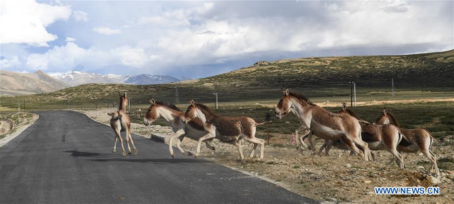 CHINA-TIBET-ALI-SCENERY (CN)