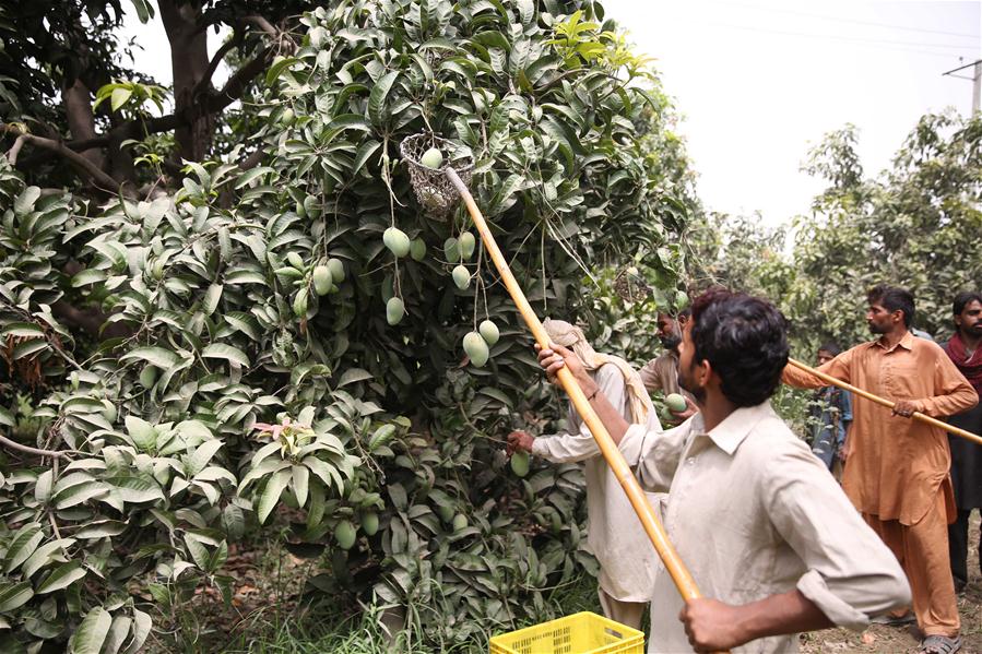 PAKISTAN-VEHARI-MANGO