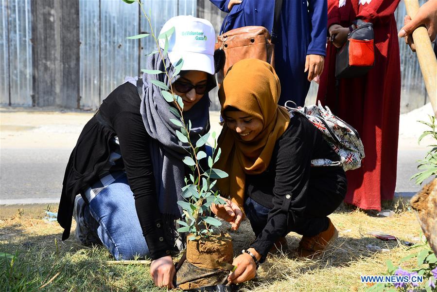 MIDEAST-GAZA-TREES