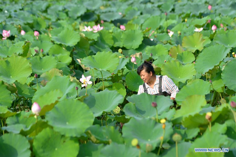 CHINA-HEBEI-LOTUS-SEEDPOD (CN)