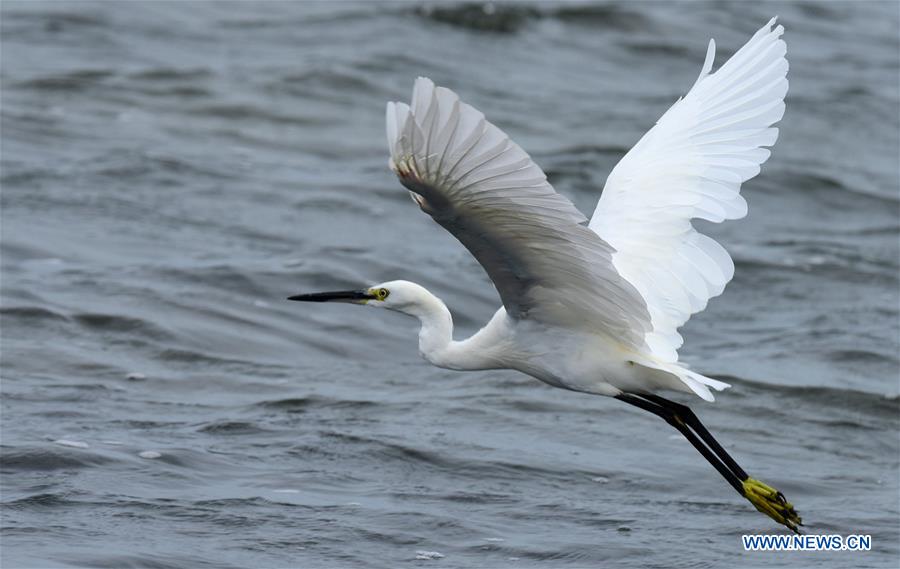 CHINA-CHIAYI-EGRETS (CN)