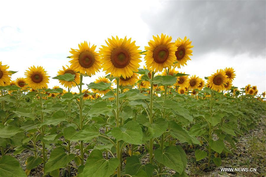 CHINA-GANSU-BAIYIN-SUNFLOWER (CN)