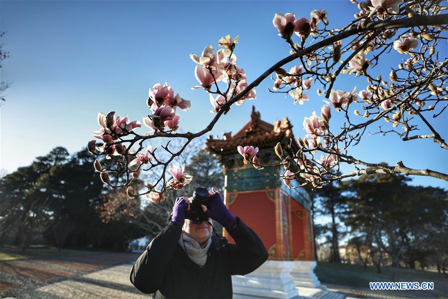 AUSTRALIA-CANBERRA-BEIJING GARDEN-SPRING