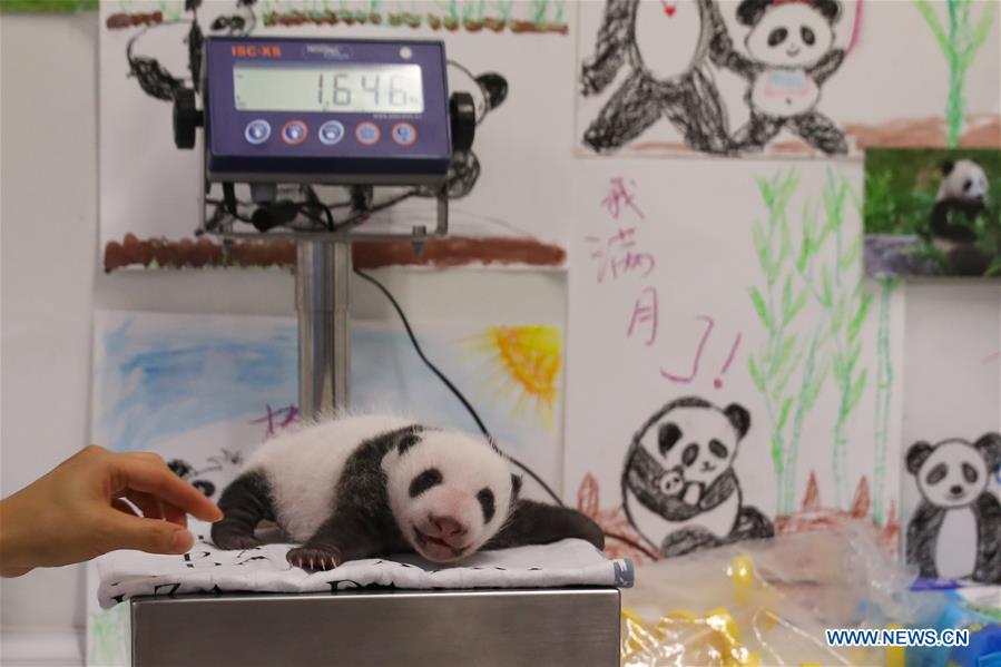 BELGIUM-BRUGELETTE-PANDA CUBS-ONE MONTH