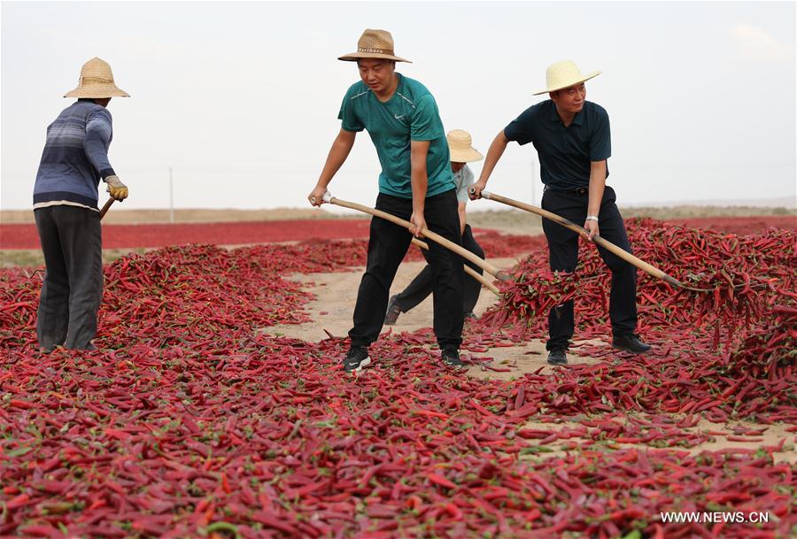 CHINA-GANSU-GAOTAI-RED PEPPER-HARVEST(CN)