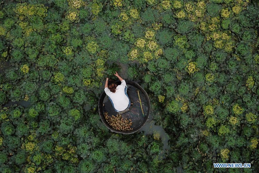 CHINA-FARMERS' HARVEST FESTIVAL (CN)