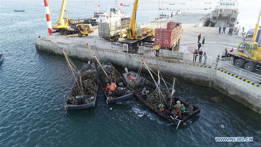 CHINA-LIAONING-DALIAN-OYSTER-HARVEST (CN)