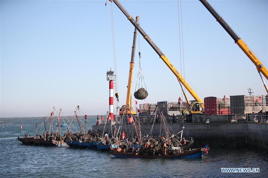 CHINA-LIAONING-DALIAN-OYSTER-HARVEST (CN)