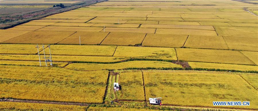 CHINA-LIAONING-SHENYANG-HARVEST (CN)