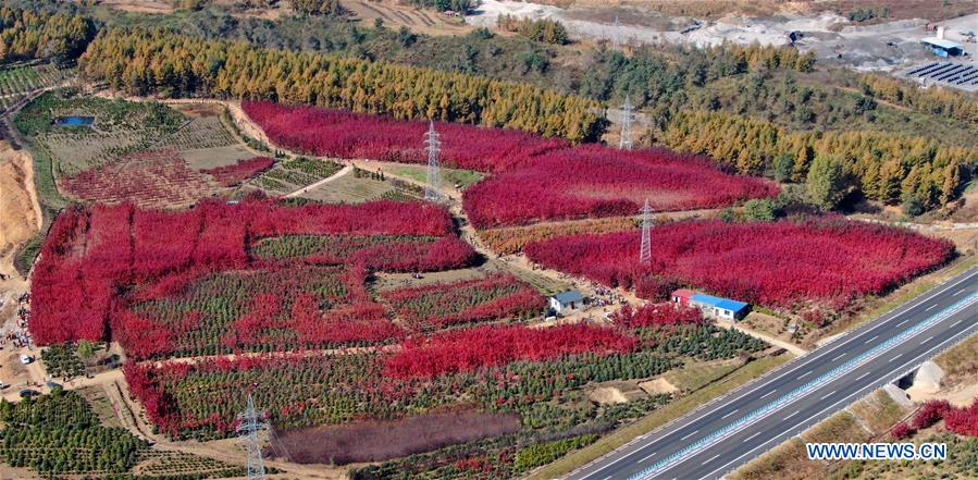 CHINA-LIAONING-FUSHUN-MAPLE (CN)