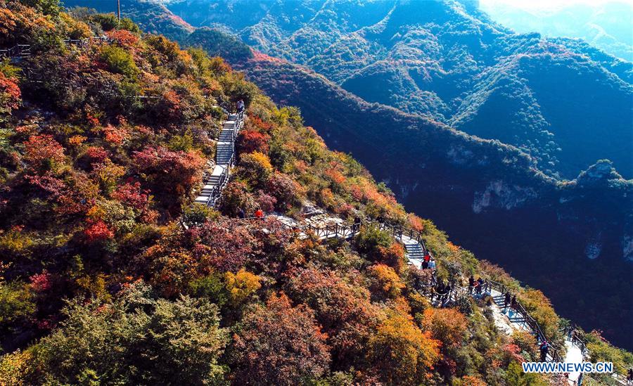 CHINA-HEBEI-SHEXIAN-RED LEAVES (CN)