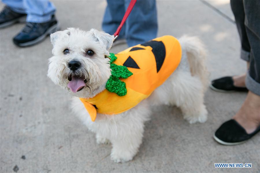 U.S.-DALLAS-DOG FESTIVAL