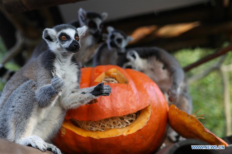 BELGIUM-BRUGELETTE-HALLOWEEN