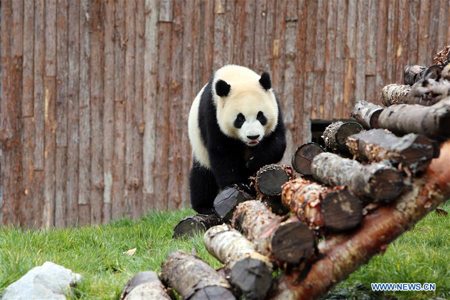 CHINA-SICHUAN-JIUZHAIGOU-GIANT PANDA (CN)