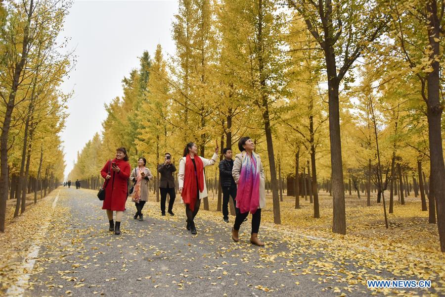 CHINA-HEBEI-HANDAN-AUTUMN SCENERY-GINKGO (CN)