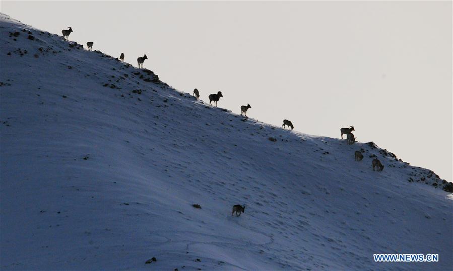 #CHINA-GANSU-GRASSLAND-ANIMALS (CN)