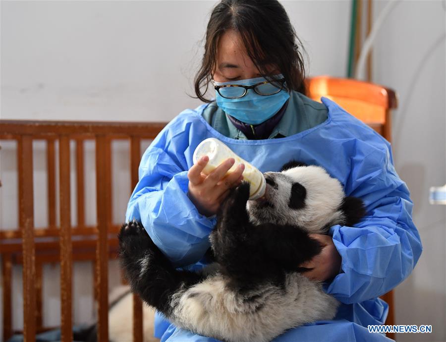 CHINA-SHAANXI-QINLING-GIANT PANDA KINDERGARTEN