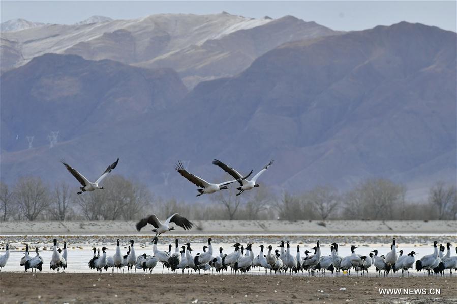 CHINA-LHASA-ECOLOGICAL PROTECTION-CRANES (CN)