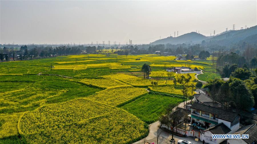 CHINA-SICHUAN-COLE FLOWER FIELD (CN)