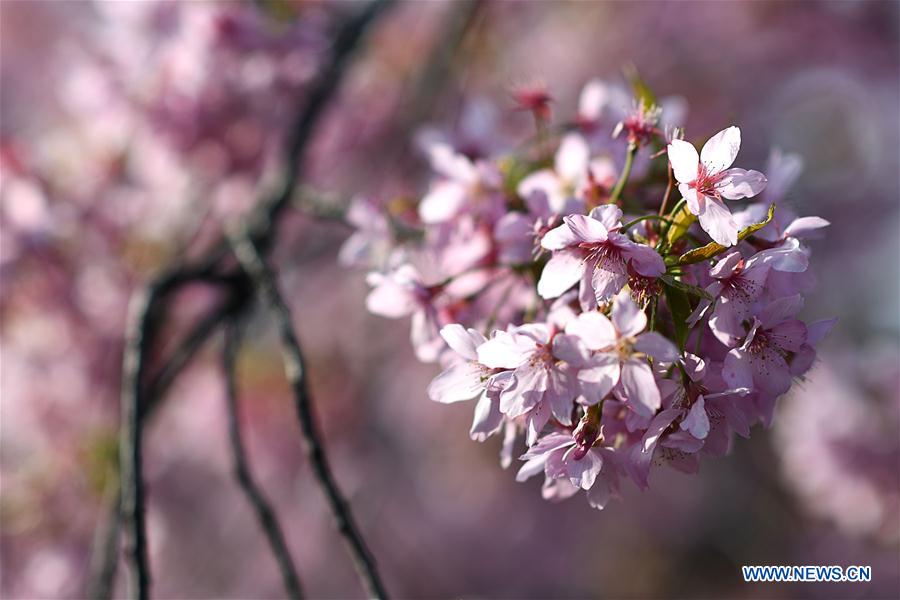 CHINA-HUBEI-WUHAN-SPRING SCENERY (CN)