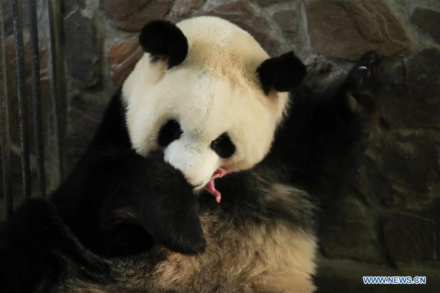 CHINA-SICHUAN-CHENGDU-GIANT PANDA TWINS-BIRTH (CN)