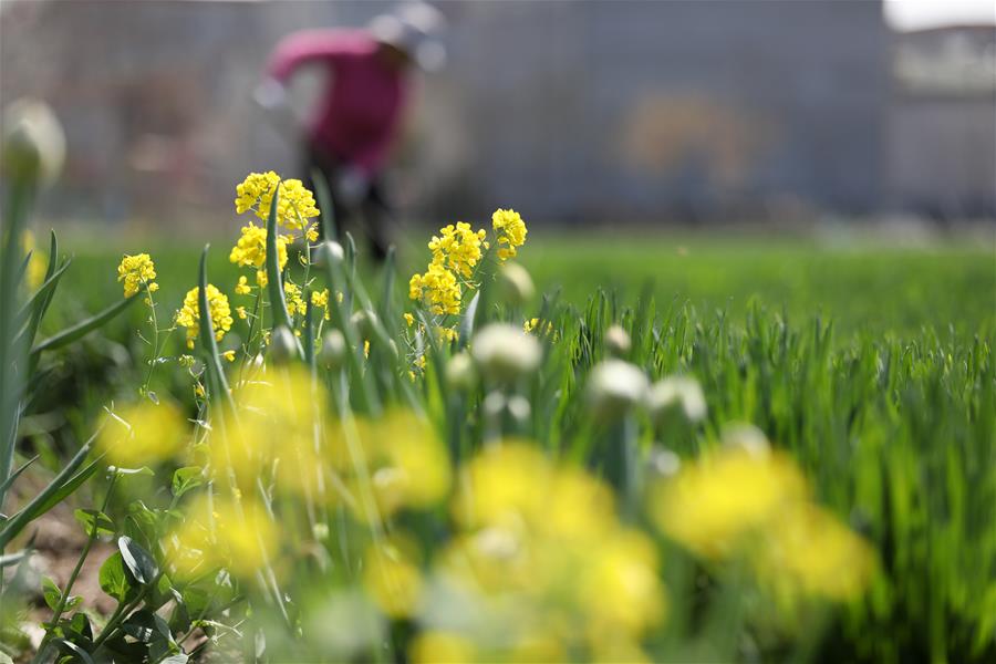 #CHINA-SPRING-FARMING (CN)