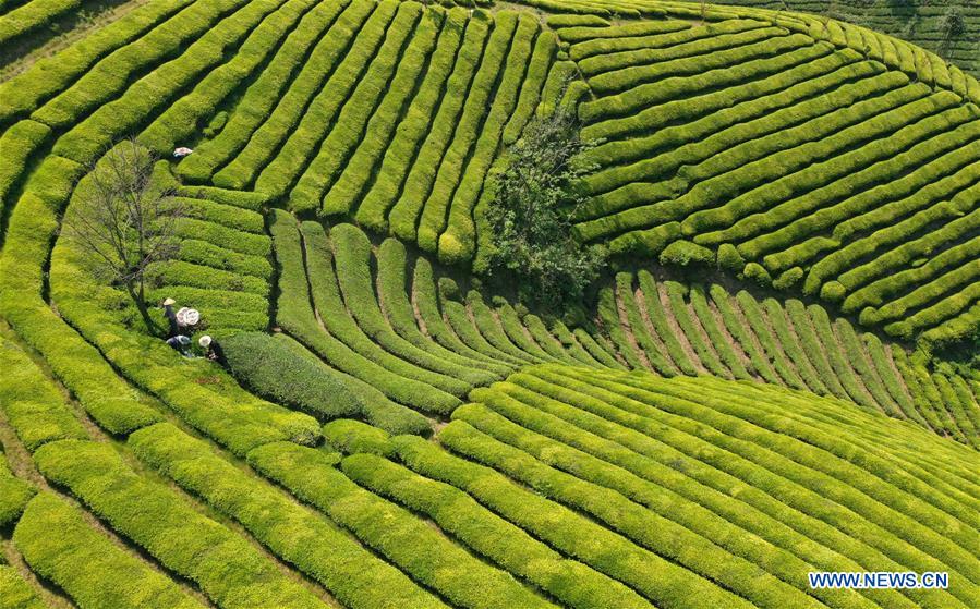 #CHINA-HUBEI-HEFENG-TEA (CN)