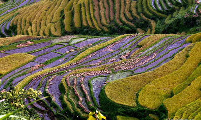 Scenery of terraced fields in SW China's Guizhou